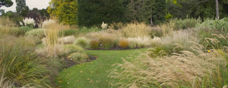 Siergrassen in de herfsttuin